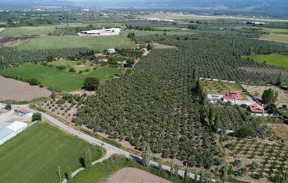 EDREMİT ÇIKRIKÇI MAH 74.000M2 MUHTEŞEM KONUMDA ZEYTİNİLİK