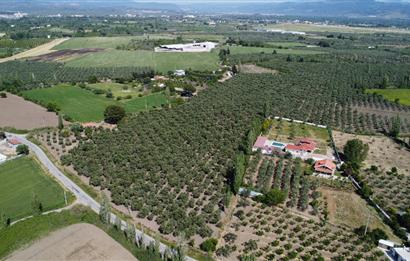 EDREMİT ÇIKRIKÇI MAH 74.000M2 MUHTEŞEM KONUMDA ZEYTİNİLİK