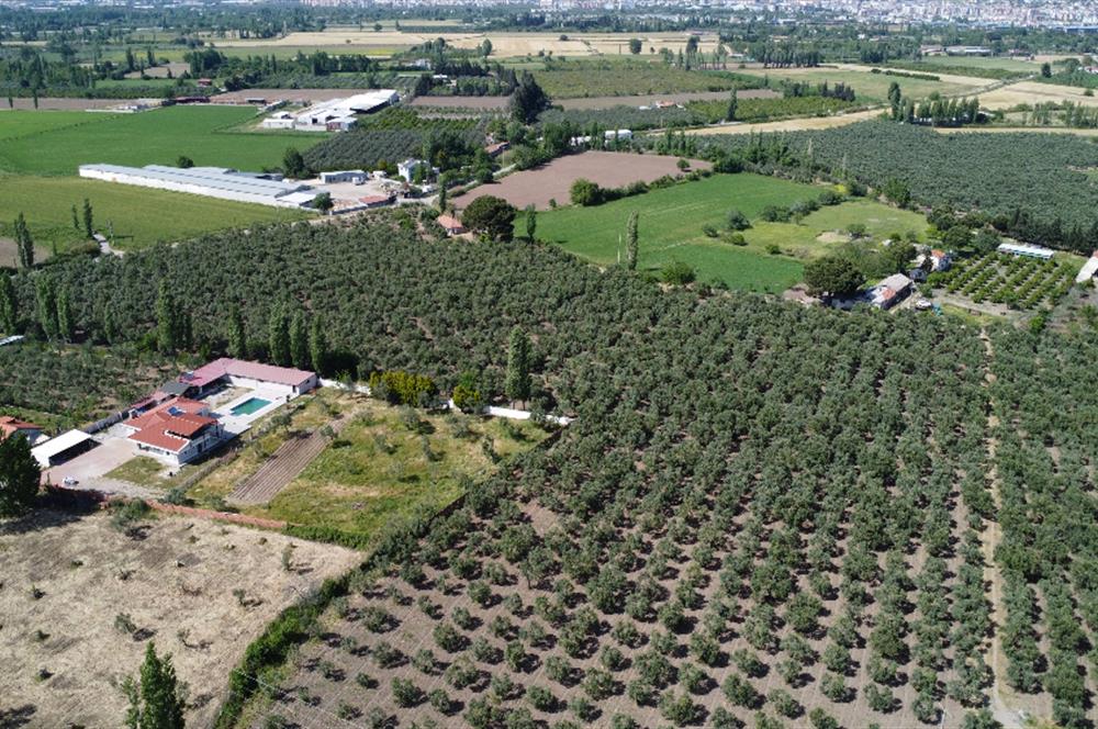 EDREMİT ÇIKRIKÇI MAH 74.000M2 MUHTEŞEM KONUMDA ZEYTİNİLİK