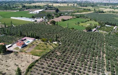 EDREMİT ÇIKRIKÇI MAH 74.000M2 MUHTEŞEM KONUMDA ZEYTİNİLİK