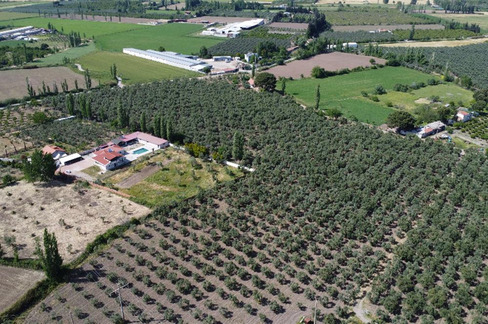 EDREMİT ÇIKRIKÇI MAH 74.000M2 MUHTEŞEM KONUMDA ZEYTİNİLİK