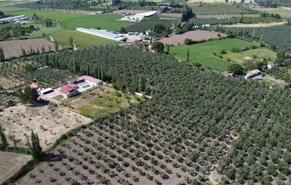 EDREMİT ÇIKRIKÇI MAH 74.000M2 MUHTEŞEM KONUMDA ZEYTİNİLİK