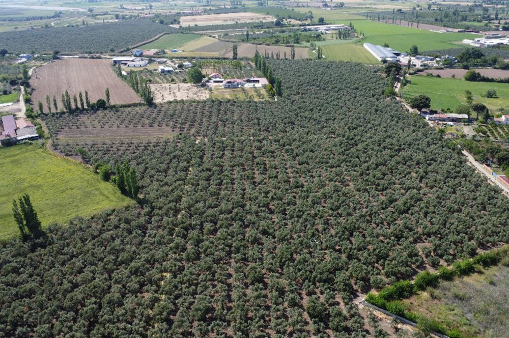 EDREMİT ÇIKRIKÇI MAH 74.000M2 MUHTEŞEM KONUMDA ZEYTİNİLİK