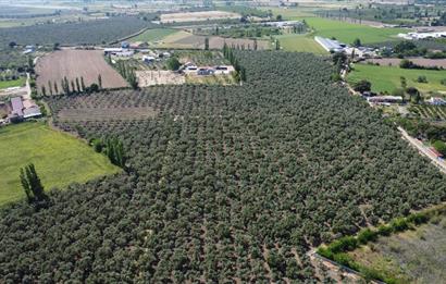EDREMİT ÇIKRIKÇI MAH 74.000M2 MUHTEŞEM KONUMDA ZEYTİNİLİK