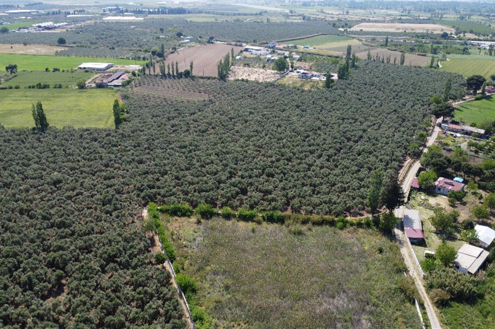 EDREMİT ÇIKRIKÇI MAH 74.000M2 MUHTEŞEM KONUMDA ZEYTİNİLİK