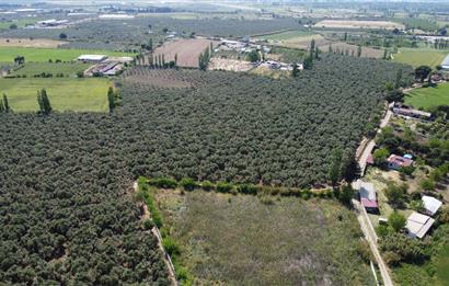 EDREMİT ÇIKRIKÇI MAH 74.000M2 MUHTEŞEM KONUMDA ZEYTİNİLİK