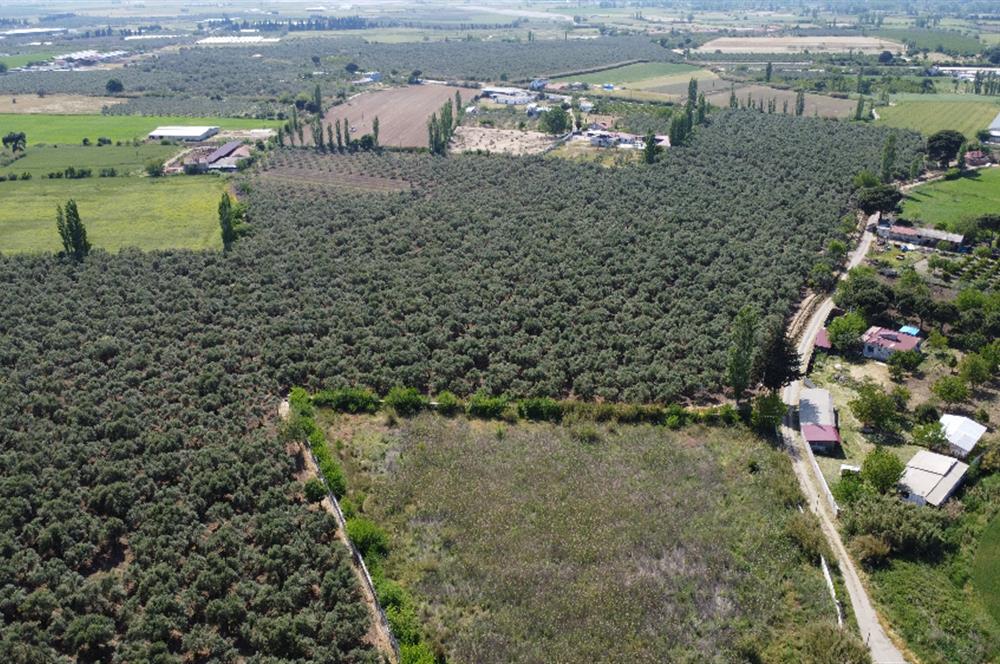 EDREMİT ÇIKRIKÇI MAH 74.000M2 MUHTEŞEM KONUMDA ZEYTİNİLİK