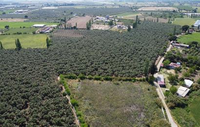 EDREMİT ÇIKRIKÇI MAH 74.000M2 MUHTEŞEM KONUMDA ZEYTİNİLİK