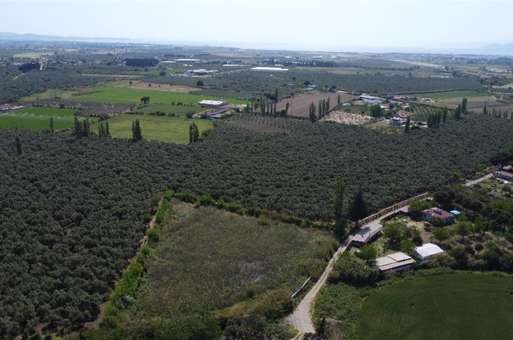 EDREMİT ÇIKRIKÇI MAH 74.000M2 MUHTEŞEM KONUMDA ZEYTİNİLİK