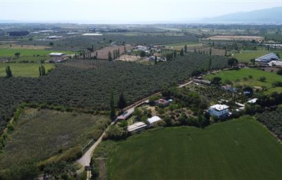 EDREMİT ÇIKRIKÇI MAH 74.000M2 MUHTEŞEM KONUMDA ZEYTİNİLİK