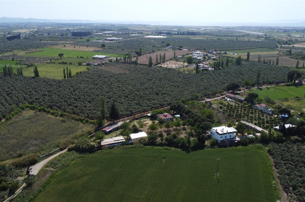EDREMİT ÇIKRIKÇI MAH 74.000M2 MUHTEŞEM KONUMDA ZEYTİNİLİK