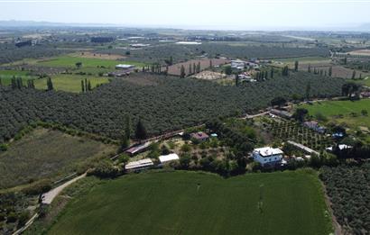 EDREMİT ÇIKRIKÇI MAH 74.000M2 MUHTEŞEM KONUMDA ZEYTİNİLİK