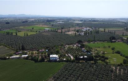 EDREMİT ÇIKRIKÇI MAH 74.000M2 MUHTEŞEM KONUMDA ZEYTİNİLİK