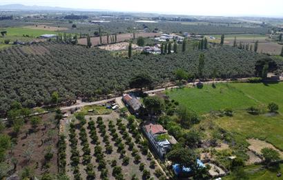 EDREMİT ÇIKRIKÇI MAH 74.000M2 MUHTEŞEM KONUMDA ZEYTİNİLİK