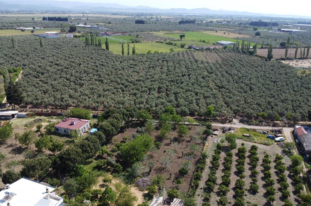 EDREMİT ÇIKRIKÇI MAH 74.000M2 MUHTEŞEM KONUMDA ZEYTİNİLİK