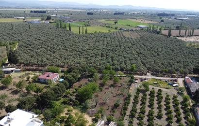 EDREMİT ÇIKRIKÇI MAH 74.000M2 MUHTEŞEM KONUMDA ZEYTİNİLİK