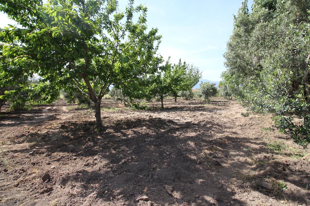 EDREMİT ÇIKRIKÇI MAH 74.000M2 MUHTEŞEM KONUMDA ZEYTİNİLİK
