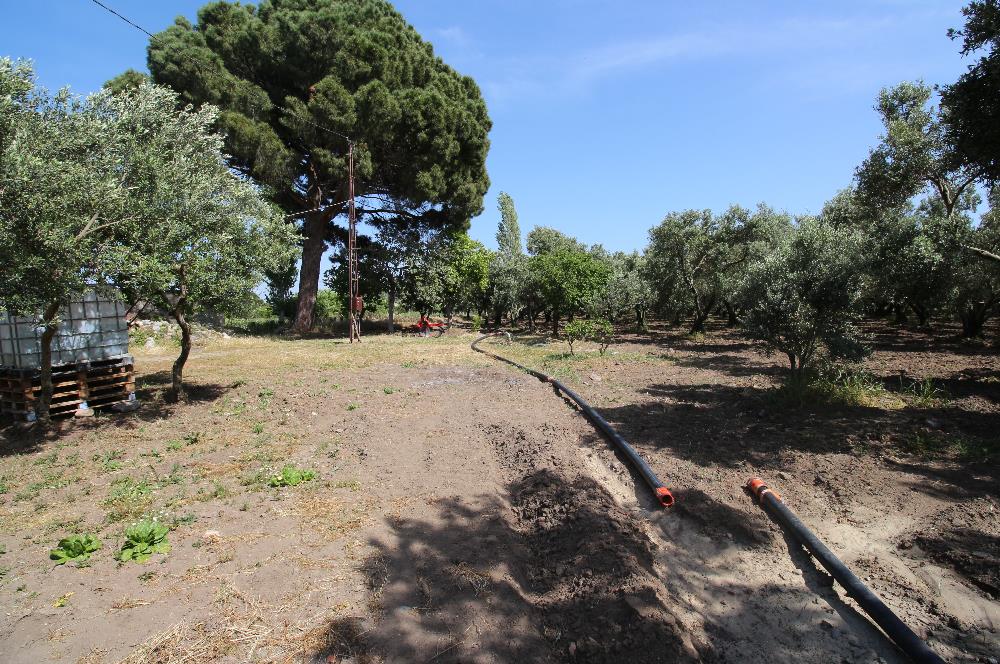 EDREMİT ÇIKRIKÇI MAH 74.000M2 MUHTEŞEM KONUMDA ZEYTİNİLİK