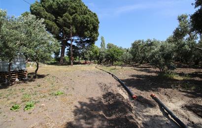 EDREMİT ÇIKRIKÇI MAH 74.000M2 MUHTEŞEM KONUMDA ZEYTİNİLİK