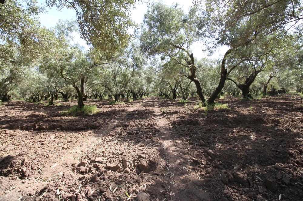 EDREMİT ÇIKRIKÇI MAH 74.000M2 MUHTEŞEM KONUMDA ZEYTİNİLİK