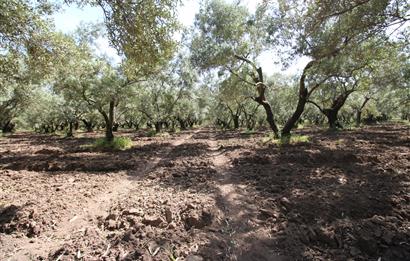 EDREMİT ÇIKRIKÇI MAH 74.000M2 MUHTEŞEM KONUMDA ZEYTİNİLİK