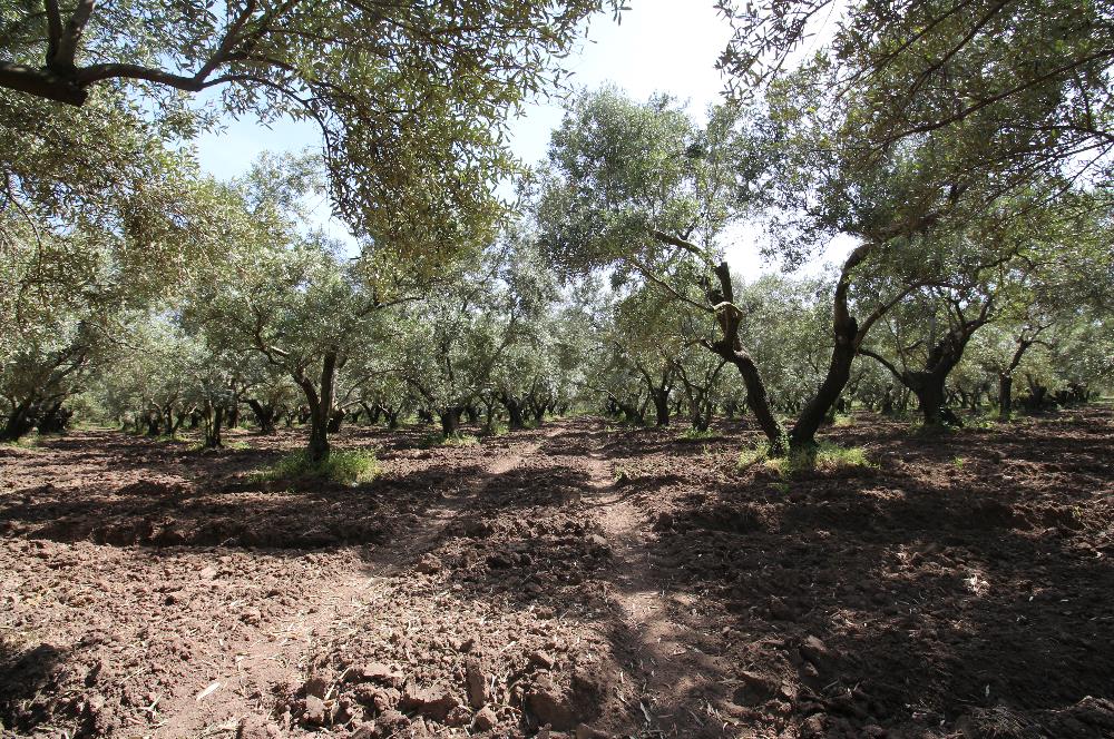 EDREMİT ÇIKRIKÇI MAH 74.000M2 MUHTEŞEM KONUMDA ZEYTİNİLİK