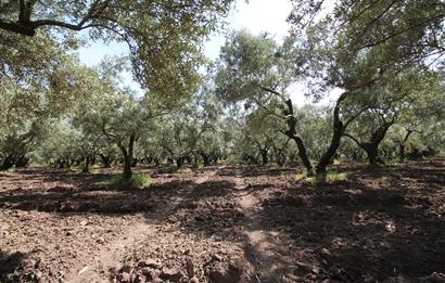 EDREMİT ÇIKRIKÇI MAH 74.000M2 MUHTEŞEM KONUMDA ZEYTİNİLİK