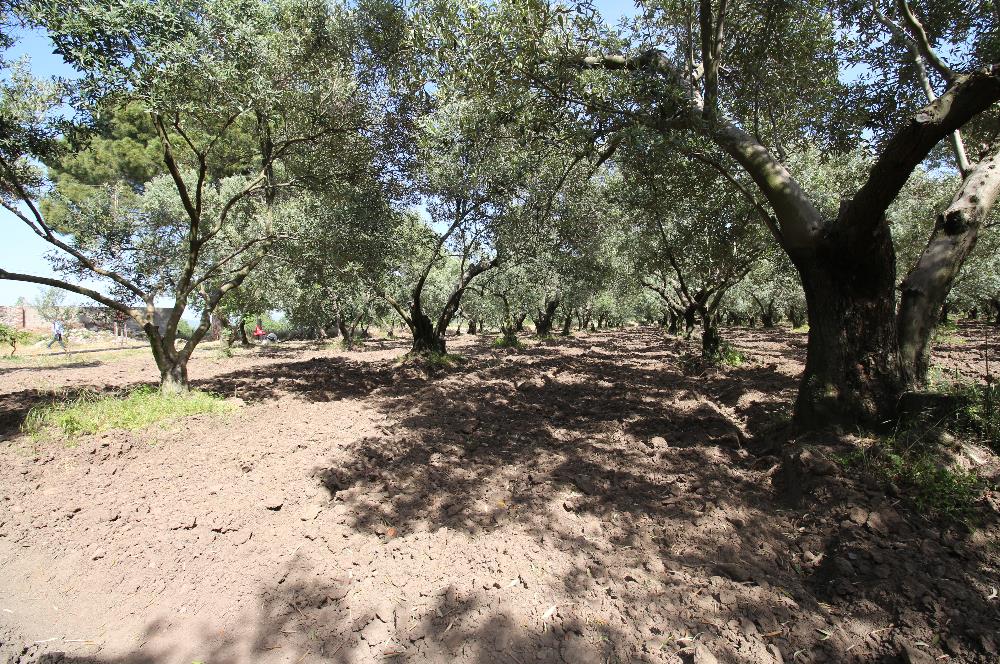 EDREMİT ÇIKRIKÇI MAH 74.000M2 MUHTEŞEM KONUMDA ZEYTİNİLİK