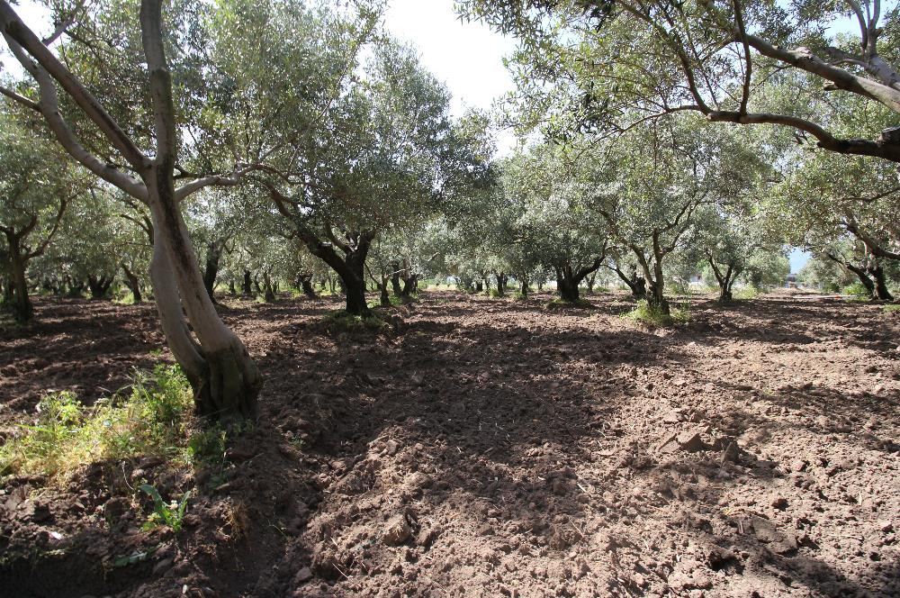 EDREMİT ÇIKRIKÇI MAH 74.000M2 MUHTEŞEM KONUMDA ZEYTİNİLİK