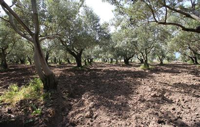 EDREMİT ÇIKRIKÇI MAH 74.000M2 MUHTEŞEM KONUMDA ZEYTİNİLİK