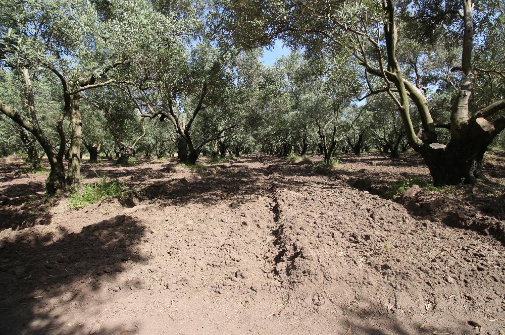EDREMİT ÇIKRIKÇI MAH 74.000M2 MUHTEŞEM KONUMDA ZEYTİNİLİK