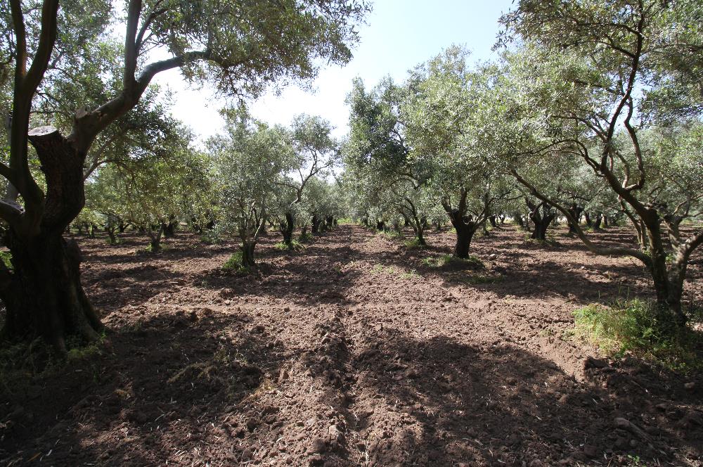 EDREMİT ÇIKRIKÇI MAH 74.000M2 MUHTEŞEM KONUMDA ZEYTİNİLİK