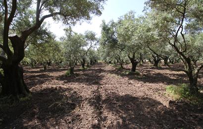 EDREMİT ÇIKRIKÇI MAH 74.000M2 MUHTEŞEM KONUMDA ZEYTİNİLİK