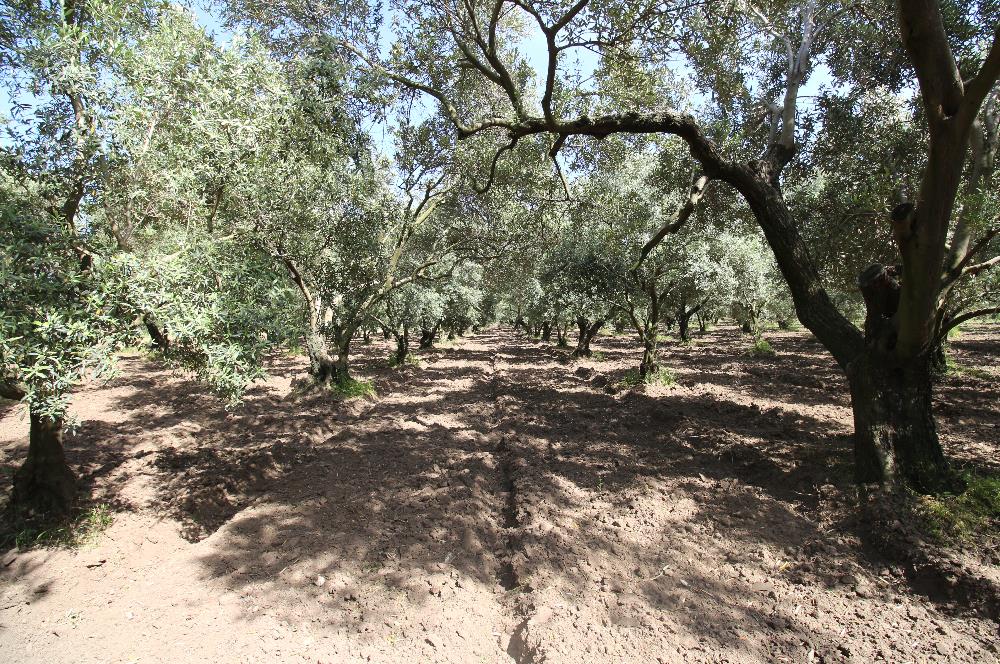 EDREMİT ÇIKRIKÇI MAH 74.000M2 MUHTEŞEM KONUMDA ZEYTİNİLİK