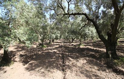EDREMİT ÇIKRIKÇI MAH 74.000M2 MUHTEŞEM KONUMDA ZEYTİNİLİK