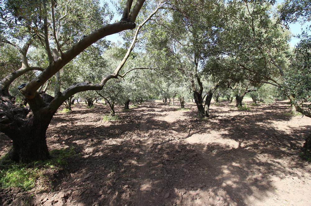 EDREMİT ÇIKRIKÇI MAH 74.000M2 MUHTEŞEM KONUMDA ZEYTİNİLİK