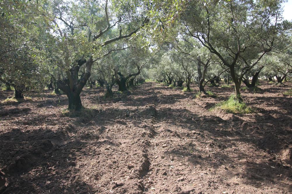 EDREMİT ÇIKRIKÇI MAH 74.000M2 MUHTEŞEM KONUMDA ZEYTİNİLİK