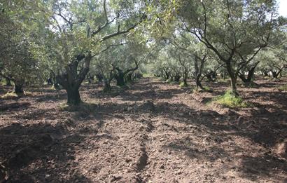 EDREMİT ÇIKRIKÇI MAH 74.000M2 MUHTEŞEM KONUMDA ZEYTİNİLİK