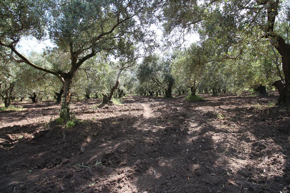 EDREMİT ÇIKRIKÇI MAH 74.000M2 MUHTEŞEM KONUMDA ZEYTİNİLİK