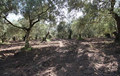 EDREMİT ÇIKRIKÇI MAH 74.000M2 MUHTEŞEM KONUMDA ZEYTİNİLİK