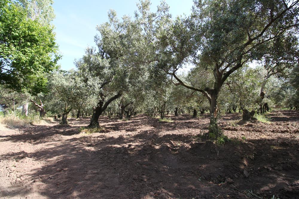 EDREMİT ÇIKRIKÇI MAH 74.000M2 MUHTEŞEM KONUMDA ZEYTİNİLİK