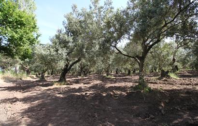 EDREMİT ÇIKRIKÇI MAH 74.000M2 MUHTEŞEM KONUMDA ZEYTİNİLİK