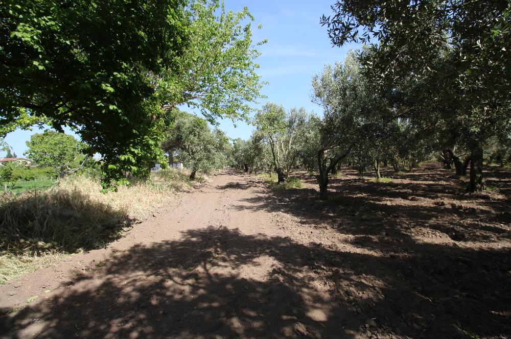 EDREMİT ÇIKRIKÇI MAH 74.000M2 MUHTEŞEM KONUMDA ZEYTİNİLİK