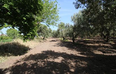 EDREMİT ÇIKRIKÇI MAH 74.000M2 MUHTEŞEM KONUMDA ZEYTİNİLİK