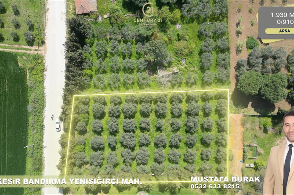 BANDIRMA YENİSIĞIRCI MAHALLESİNDE 1930 M2 İÇİNDE ZEYTİNLİK OLAN ARSA 