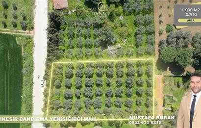 BANDIRMA YENİSIĞIRCI MAHALLESİNDE 1930 M2 İÇİNDE ZEYTİNLİK OLAN ARSA 