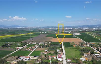 BANDIRMA YENİSIĞIRCI MAHALLESİNDE 1930 M2 İÇİNDE ZEYTİNLİK OLAN ARSA 