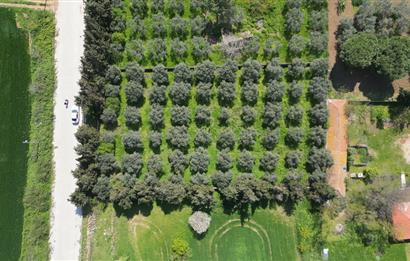 BANDIRMA YENİSIĞIRCI MAHALLESİNDE 1930 M2 İÇİNDE ZEYTİNLİK OLAN ARSA 
