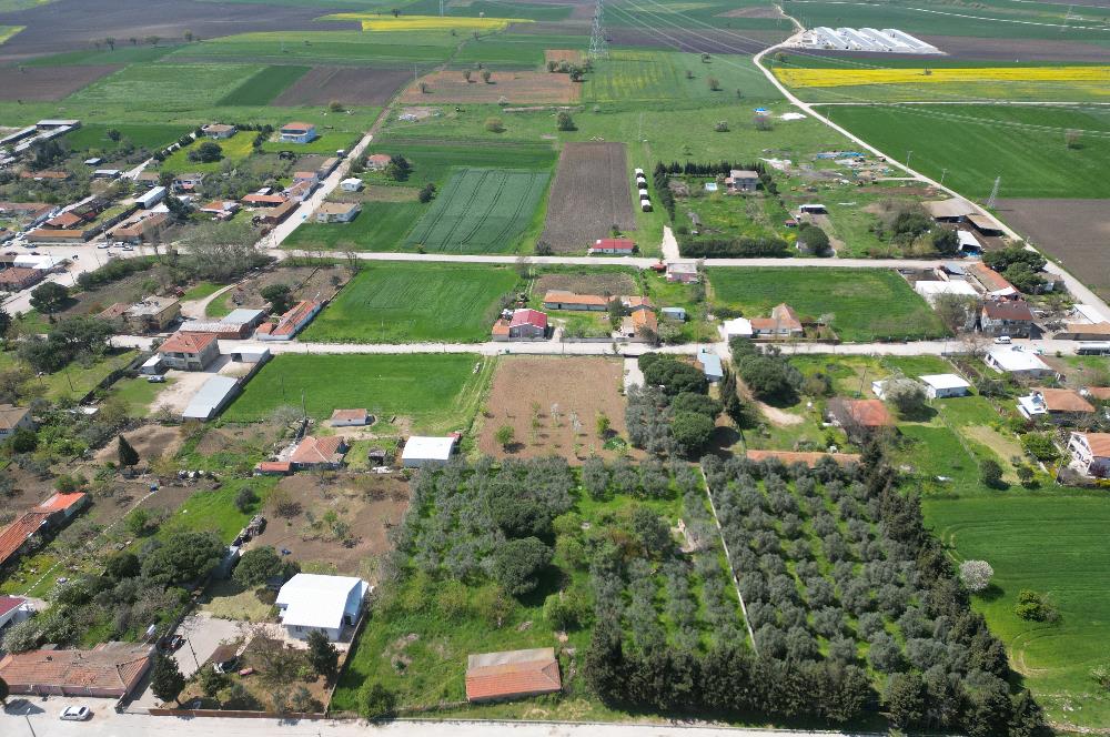 BANDIRMA YENİSIĞIRCI MAHALLESİNDE 1930 M2 İÇİNDE ZEYTİNLİK OLAN ARSA 