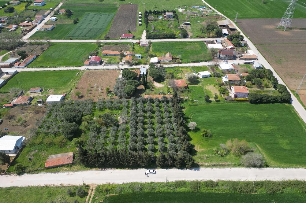 BANDIRMA YENİSIĞIRCI MAHALLESİNDE 1930 M2 İÇİNDE ZEYTİNLİK OLAN ARSA 